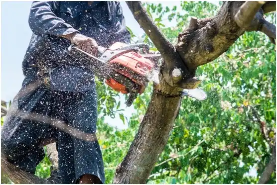 tree services Añasco